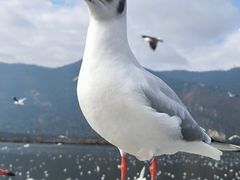 -海埂大坝