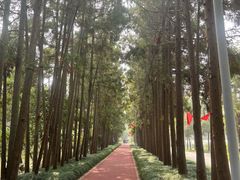 -上海长兴岛郊野公园