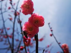 -无锡梅园公园