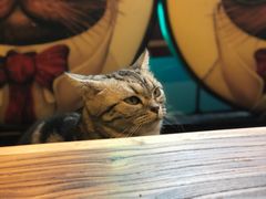 -李小姐の猫咖啡馆(五角场店)