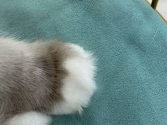 -糯米喵星人·撸猫猫舍咖啡馆(西市场嘉华店)