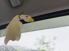 -凤阁楼果木烧鹅(鹤山陈山店)