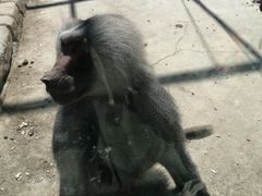 -新疆天山野生动物园