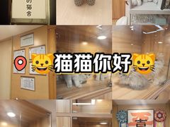 -猫十亿·布偶金渐层·曼基康矮脚猫舍(青年路店)
