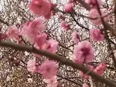 -香雪海