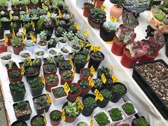 -秦美花卉(天朗·莱茵小城2期店)