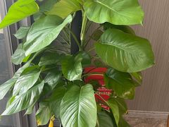 -澜庭SPA养生(康桥铂中环店)