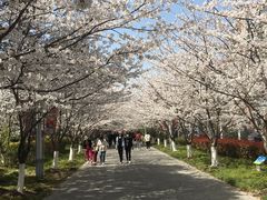 -高东镇樱花园