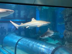 -福州罗源湾海洋世界旅游区