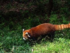 -成都大熊猫繁育研究基地