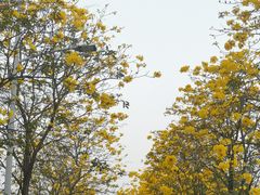 -洲头咀公园