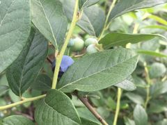 -花山蓝莓采摘园