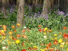 -上海共青森林公园