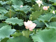 -荷塘月色湿地公园·向阳花洲