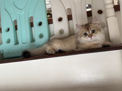 -麒麟缅因猫舍·十五年缅因猫选购中心