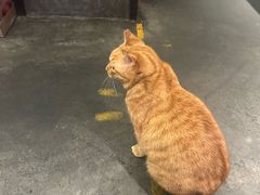-肥仔文澳门猪骨煲(南京西路店)