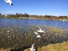 -呈贡滇池生态湿地公园