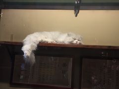 -猫咪博物馆(顶澳仔猫街店)