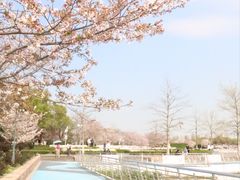 -顾村公园