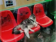 -猫咪博物馆(顶澳仔猫街店)