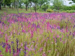 -上海滨江森林公园