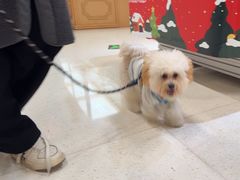 -帕帕拉兹宠物(亚洲旗舰店)