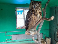 -西霞口神雕山野生动物世界