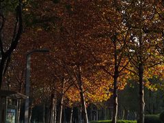 -重庆中央公园(渝北区)