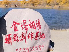 -金塔沙漠胡杨林景区