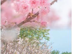 -天适樱花悠乐园