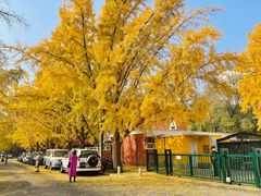 -三里屯东五街银杏大道