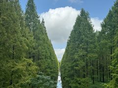 -黄海国家森林公园