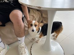 -怪兽屋·羊驼·猫咖·狗咖(俊华广场店)