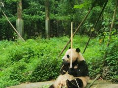 -都江堰中华大熊猫苑