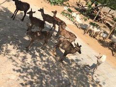 -石家庄市动物园