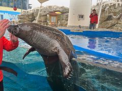 -芜湖新华联大白鲸海洋公园