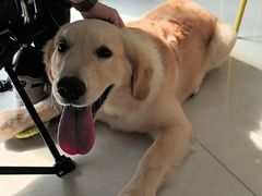 -乐琪宠物医院·犬猫专科·骨外科·急重症