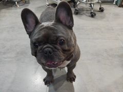 -严国平动物医院(德政总院)