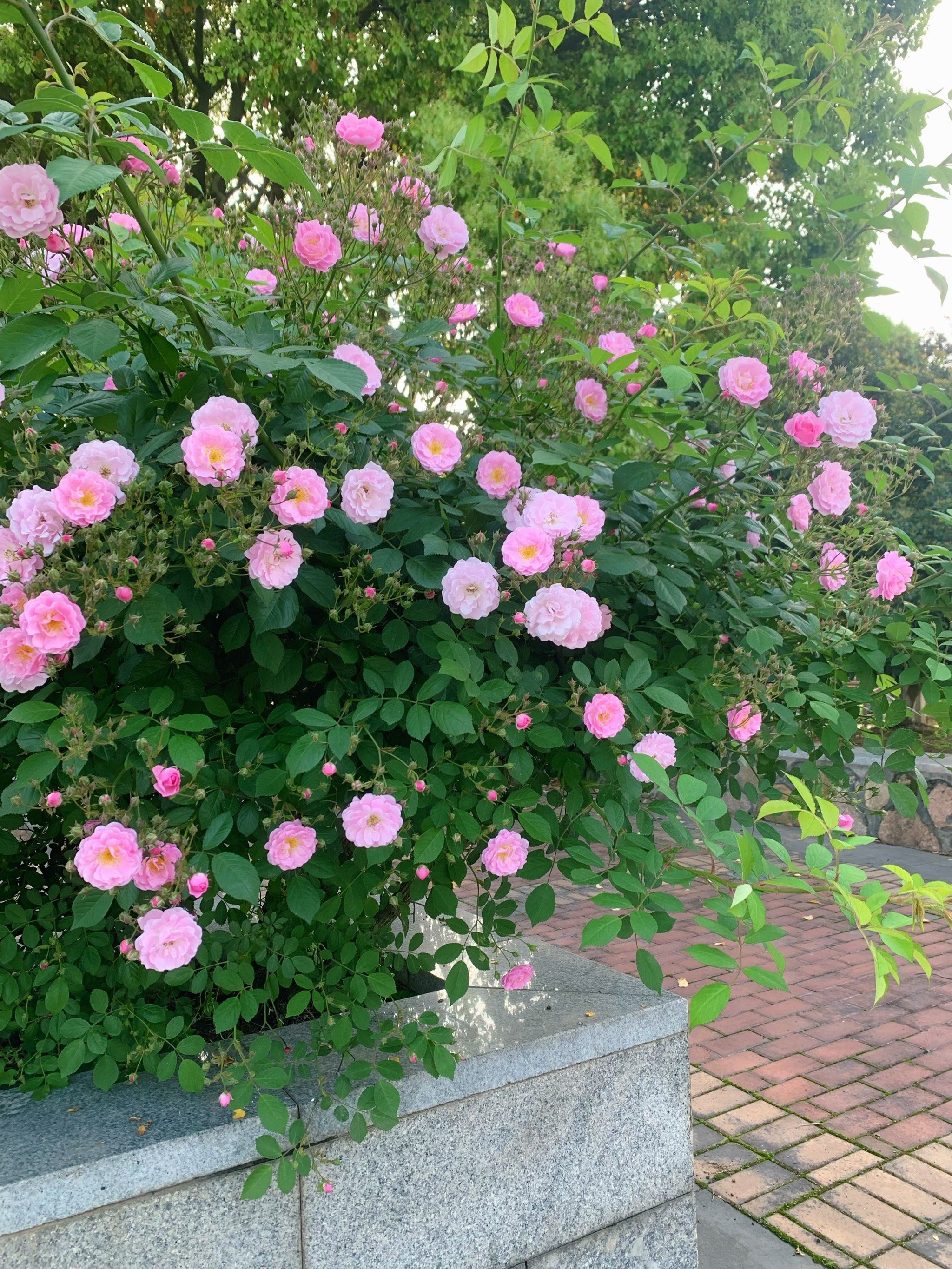 段时间没来月季园,惊喜的发现多了好几面蔷薇花墙#我拍到的治愈系风景