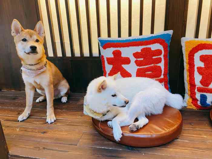 豆柴院子柴犬主题咖啡馆(798店)-"狗狗特别可爱,吃东西特别温柔,有的