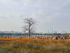 -海珠湖公园