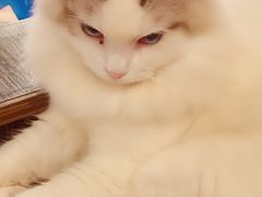 -more than meow吴止猫主题餐厅(承德 中船汇店)