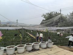 -光明农场大观园