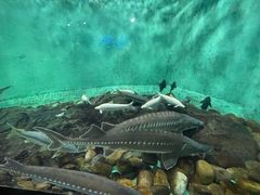 -太平洋海底世界