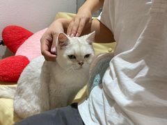 -1013 PET SHOP精品宠物商店(丁香店)