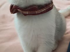 -中农国际动物医院24小时·猫科·骨科·急重症中心
