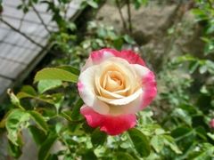 -亚龙湾国际玫瑰谷