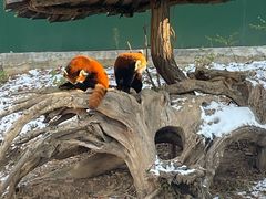 -大连森林动物园