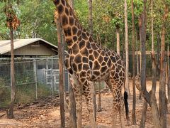 -清迈夜间动物园