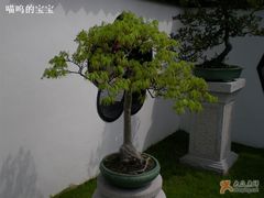 -盆景园(扬州大运河文化旅游度假区)